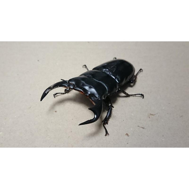 アンタエウスオオクワガタ・怪物くん血統 ♂76mm ♀46mmペア（ブリード