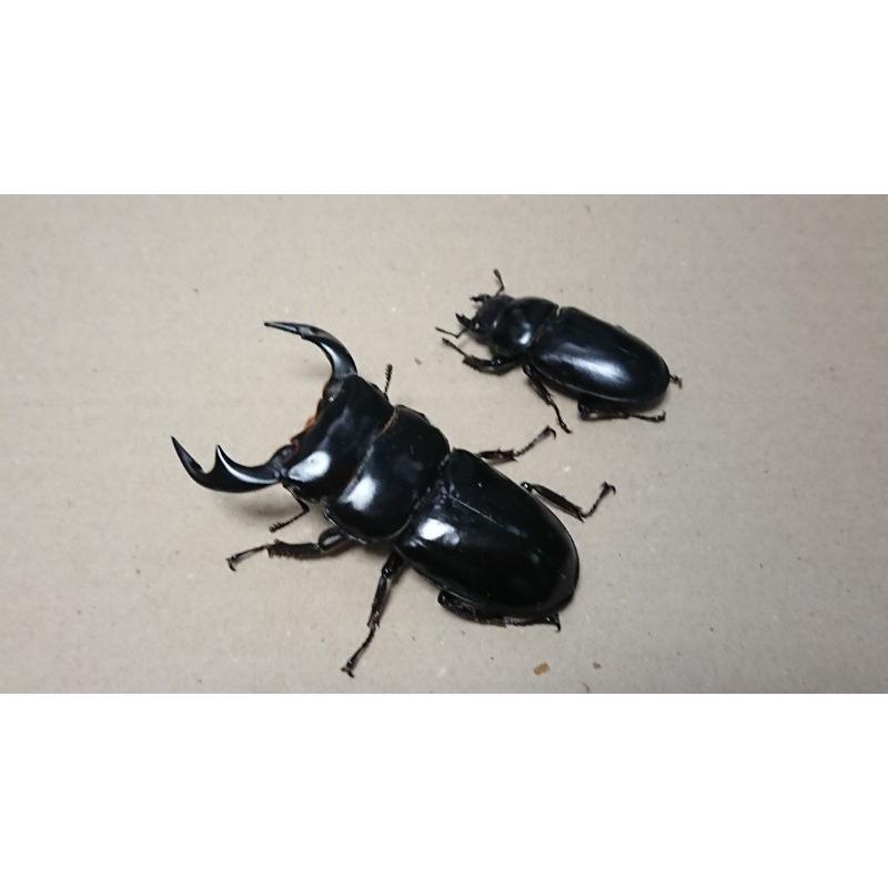アンタエウスオオクワガタ・怪物くん血統 ♂76mm ♀46mmペア（ブリード