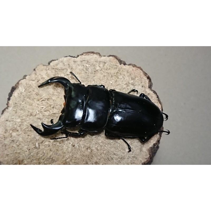 アンタエウスオオクワガタ・怪物くん血統 ♂73mm ♀48mmペア