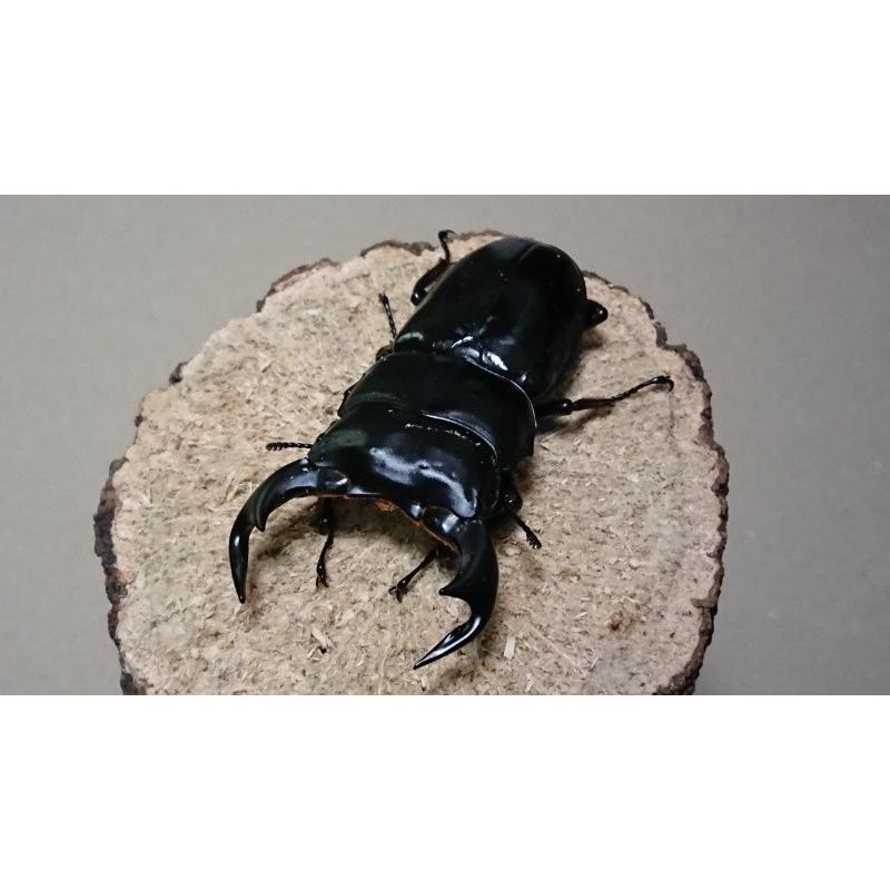 アンタエウスオオクワガタ・怪物くん血統 ♂73mm ♀48mmペア