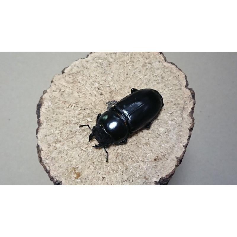 アンタエウスオオクワガタ・怪物くん血統 ♂73mm ♀48mmペア