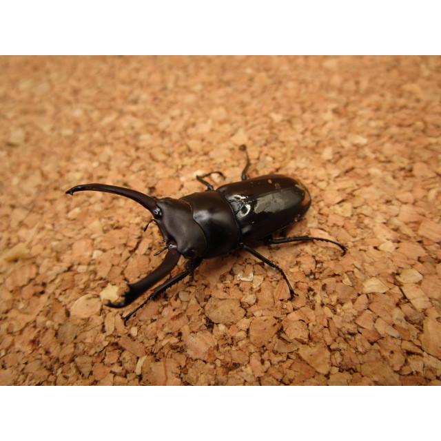 大型】ビシグナートゥスコクワガタ ♂38mm ♀25mm ペア