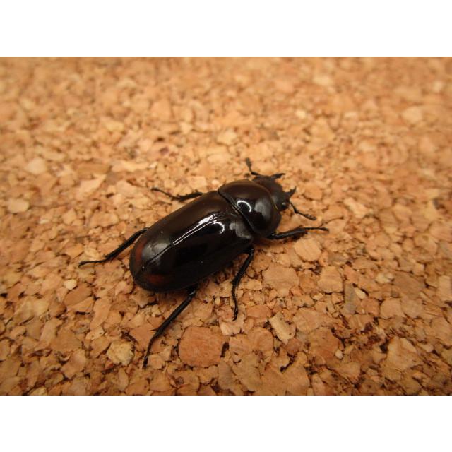 大型】ビシグナートゥスコクワガタ ♂38mm ♀25mm ペア