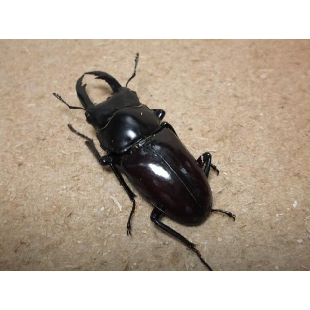 フキヌキコクワガタ ♂53mm ♀37mmペア（ブリード） : Garage