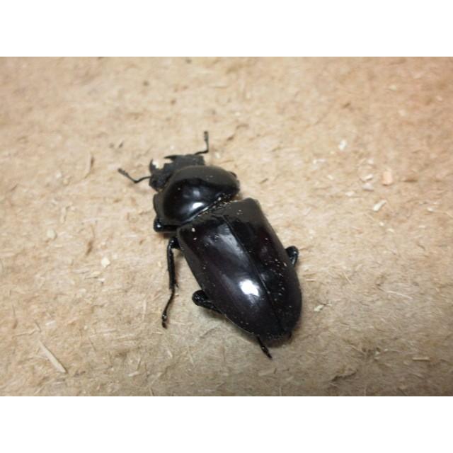フキヌキコクワガタ ♂53mm ♀37mmペア（ブリード
