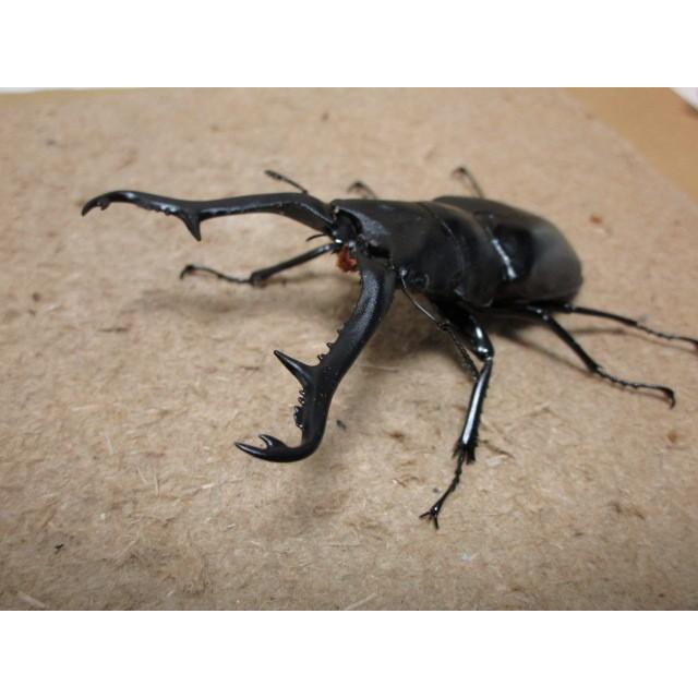 ギラファノコギリクワガタ・亜種ニシヤマイ ♂89mm ♀フリーmm