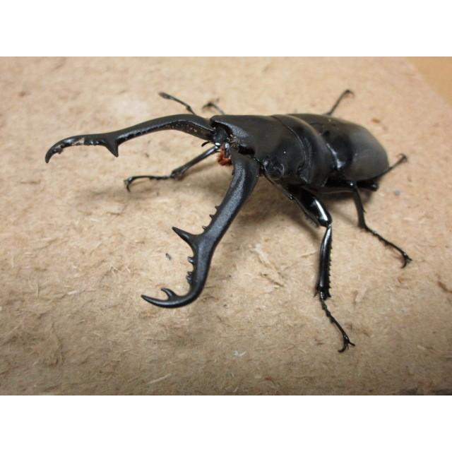 ギラファノコギリクワガタ・亜種ニシヤマイ ♂88mm ♀フリーmm