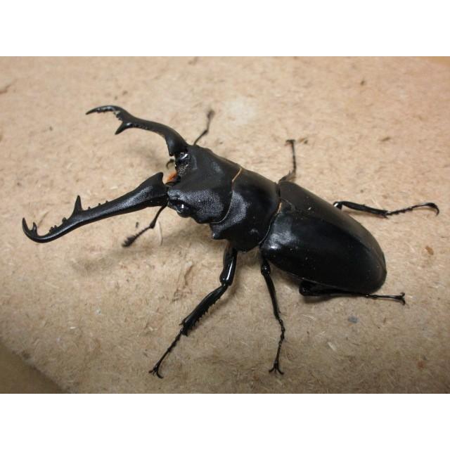 カ*ー様 キラク　KFT-70 #3〜4 ギラファノコギリクワガタ・亜種ニシヤマイ ♂88mm ♀フリーmm