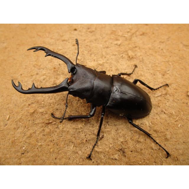 ギラファノコギリクワガタ　ボロブドゥール　野外品 WD】《 ギラファノコギリ亜種ボロブドゥール 91.5mm ペア》 | KPW公式