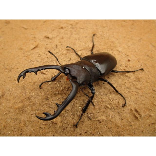 ギラファノコギリクワガタボロブドゥール野外品