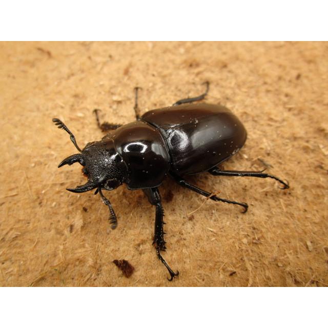 ギラファノコギリクワガタ・亜種ティモレンシス ♂75mm ♀43mm