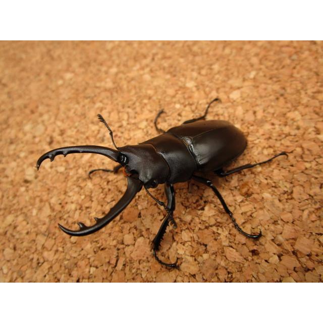 ギラファノコギリクワガタ 亜種：ティモレンシス ♂60mm ♀42mm