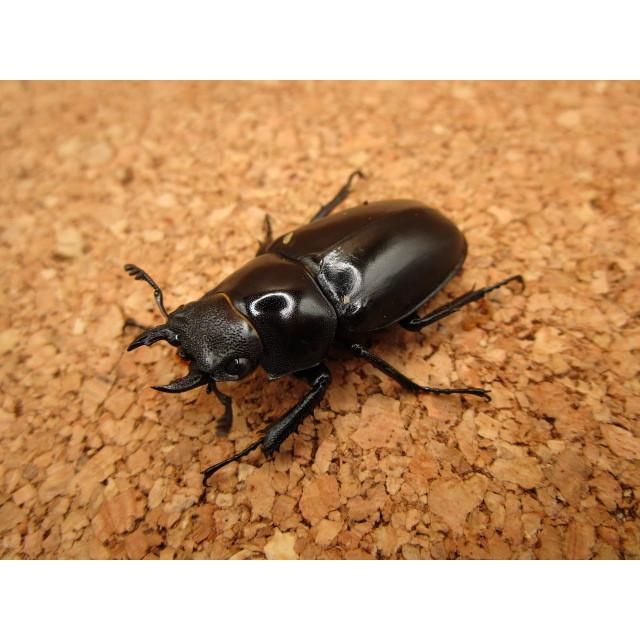 ギラファノコギリクワガタ 3匹 ギラファノコギリクワガタ 亜種borobudur スマトラ島産 WF1 飼育
