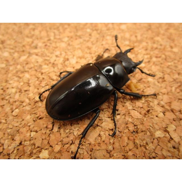 ギラファ　アクティオン ギラファアクティオン