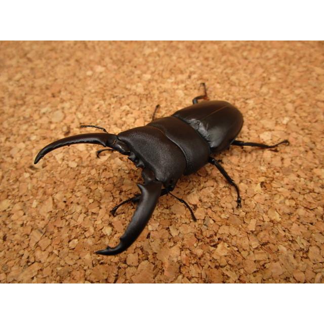 ゴトウヒラタクワガタ ♂70mm ♀38mm ペア : Garage疾風 - 通販