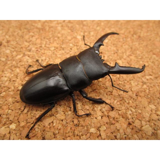 ゴトウヒラタクワガタ ♂70mm ♀38mm ペア : Garage疾風 - 通販