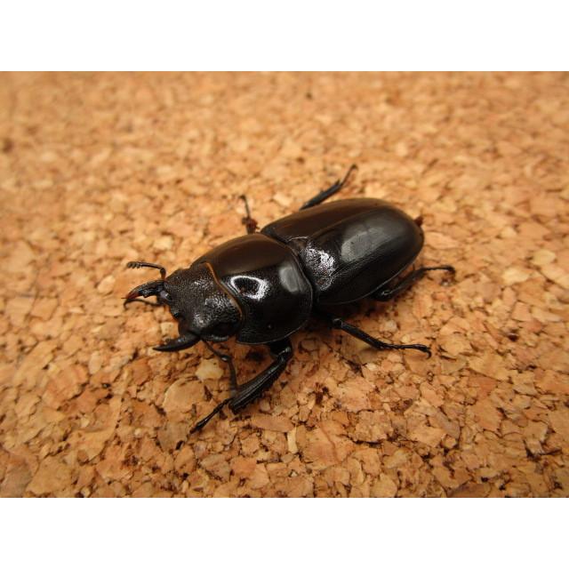 ゴトウヒラタクワガタ ♂70mm ♀38mm ペア : Garage疾風 - 通販