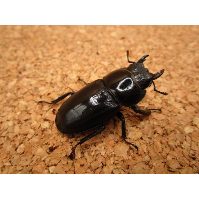 ゴトウヒラタクワガタ ♂70mm ♀38mm ペア : Garage疾風 - 通販