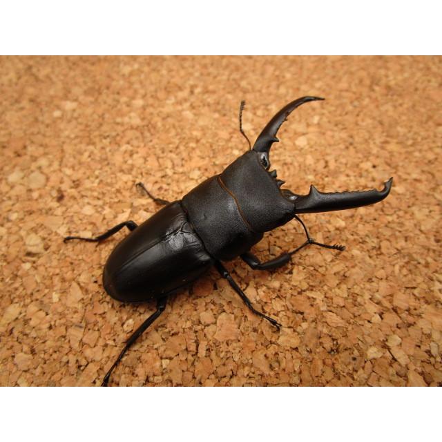 明日まで　パラタイプ ゴトウヒラタクワガタ ゴトウヒラタクワガタ ♂67mm ♀39mmペア : Garage疾風 - 通販