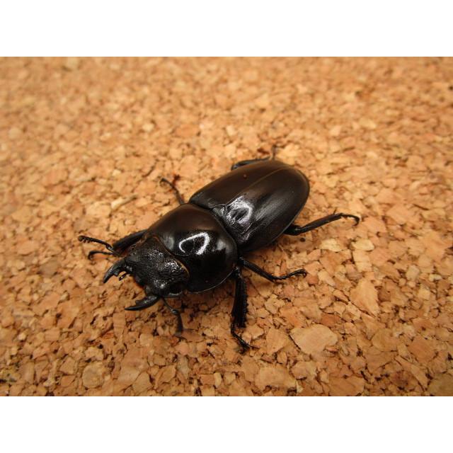 ゴトウヒラタクワガタ ♂67mm ♀39mmペア : Garage疾風 - 通販
