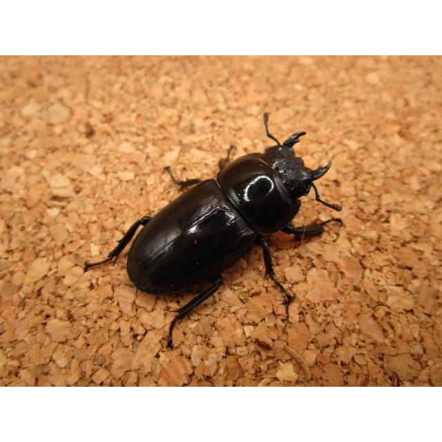 ゴトウヒラタクワガタ ♂67mm ♀39mmペア : Garage疾風 - 通販