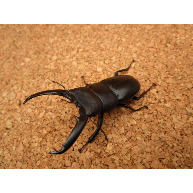 明日まで　パラタイプ ゴトウヒラタクワガタ ゴトウヒラタクワガタ ♂68mm ♀37mmペア : Garage疾風 - 通販 - Yahoo