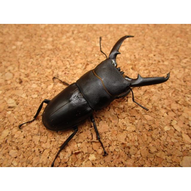 ゴトウヒラタクワガタ ♂68mm ♀37mmペア : Garage疾風 - 通販 - Yahoo