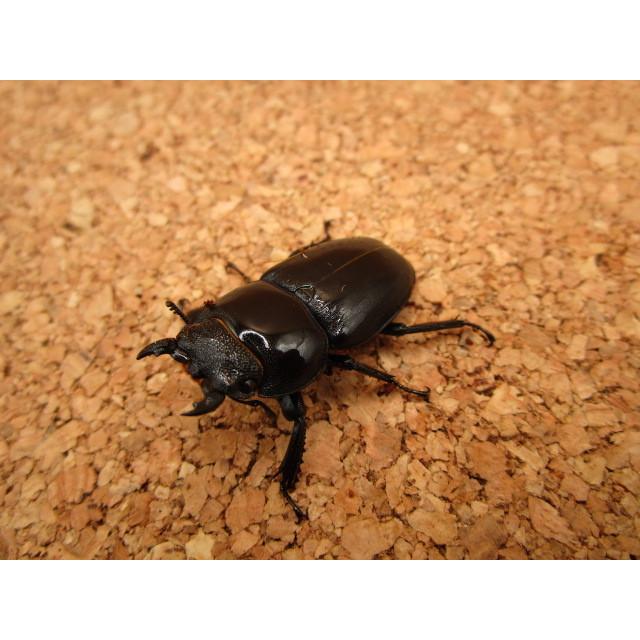 ゴトウヒラタクワガタ ♂68mm ♀37mmペア : Garage疾風 - 通販 - Yahoo