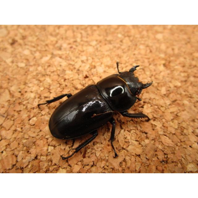ゴトウヒラタクワガタ ♂68mm ♀37mmペア : Garage疾風 - 通販 - Yahoo