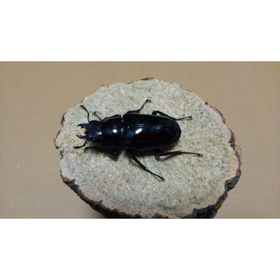 ギラファノコギリクワガタ・亜種ダイスケ ♂♀ペア（ブリード