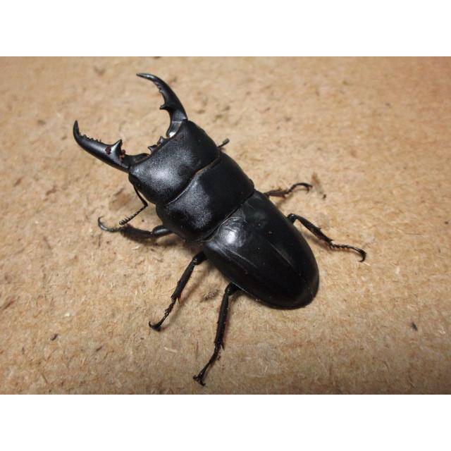 本土ヒラタクワガタ ♂57mm ♀35mmペア（ブリード）(1