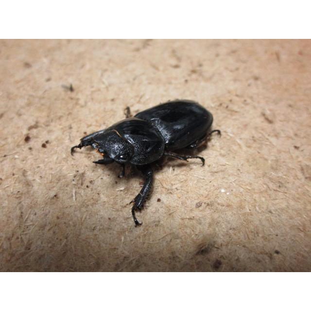 本土ヒラタクワガタ ♂57mm ♀35mmペア（ブリード）(1