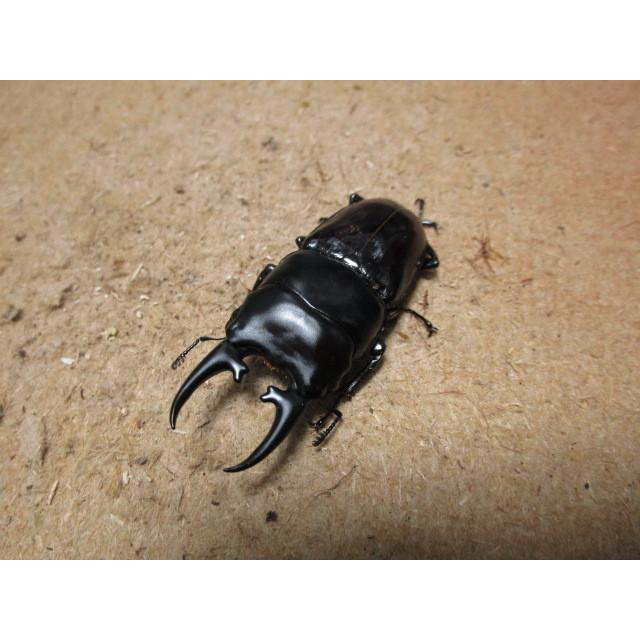 ヒペリオンヒラタクワガタ ♂57mm ♀39mmペア : Garage疾風