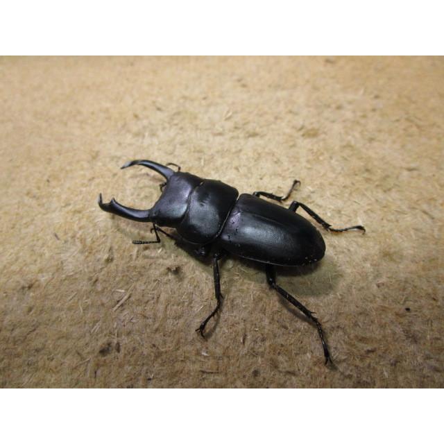 え*読様 オオコクワガタWF1 大型63㎜ 超珍品 え*読様 オオコクワガタ