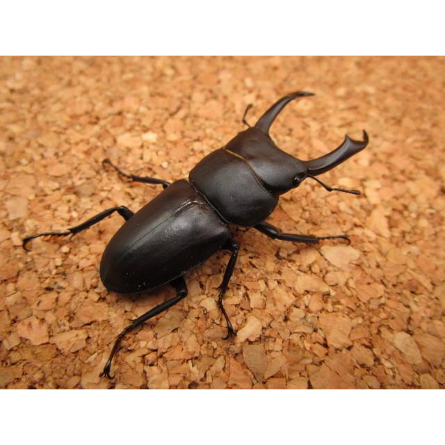 大型血統】コクワガタ ♂47mm ♀29mm ペア : Garage疾風