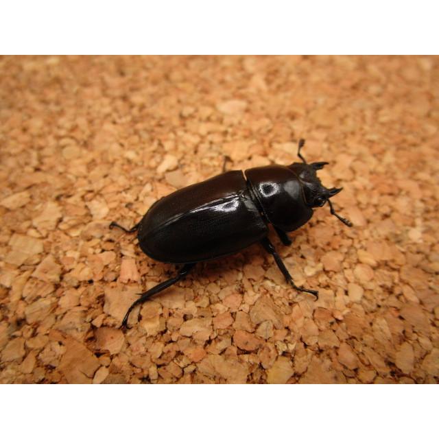 大型血統】コクワガタ ♂47mm ♀29mm ペア : Garage疾風