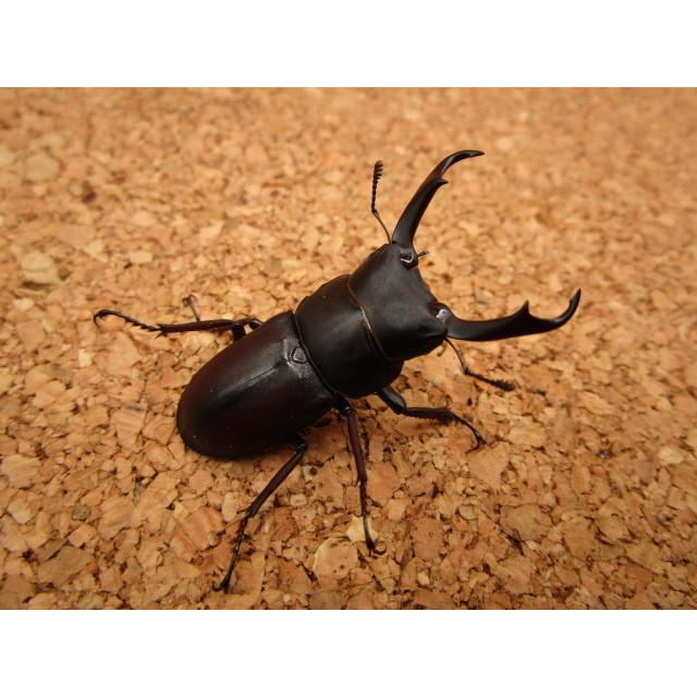 大型血統】コクワガタ ♂43mm ♀31mm ペア : Garage疾風