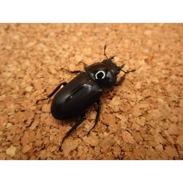 大型血統】コクワガタ ♂43mm ♀31mm ペア : Garage疾風