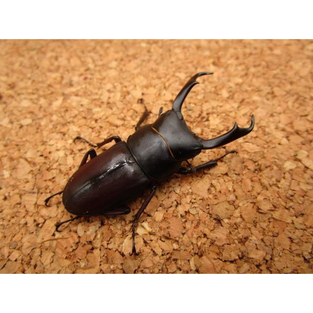 え*読様 オオコクワガタWF1 大型63㎜　超珍品 え*読様 オオコクワガタWF1 大型63㎜ 超珍品