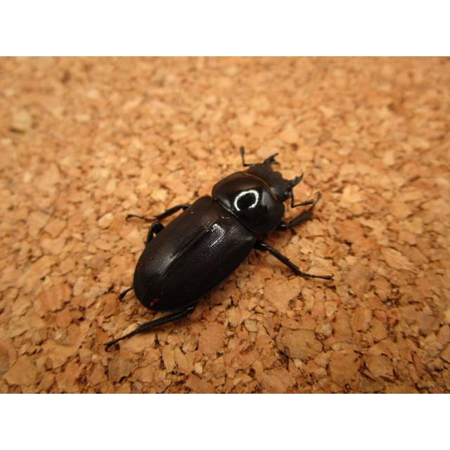 え*読様 オオコクワガタWF1 大型63㎜　超珍品 オオコクワガタ♂53ミリWF1 オオクワガタ×コクワガタ