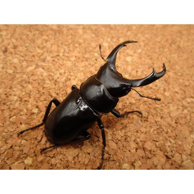 タワン産 ネパールコクワガタ ♂58mm ♀44mmペア : Garage疾風