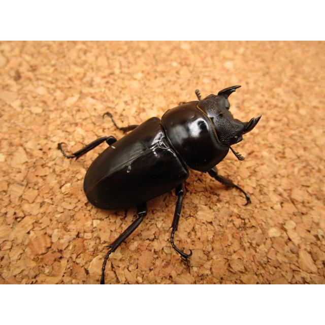 ネパールダウラギリ産クラスター122 ネパールダウラギリ産クラスター