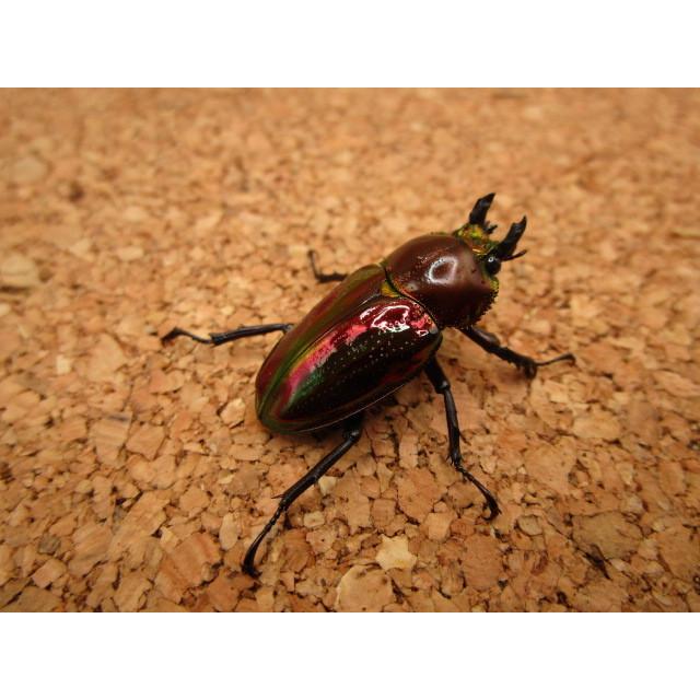 赤色血統】ニジイロクワガタ ♂37mm ♀30mmペア : Garage疾風