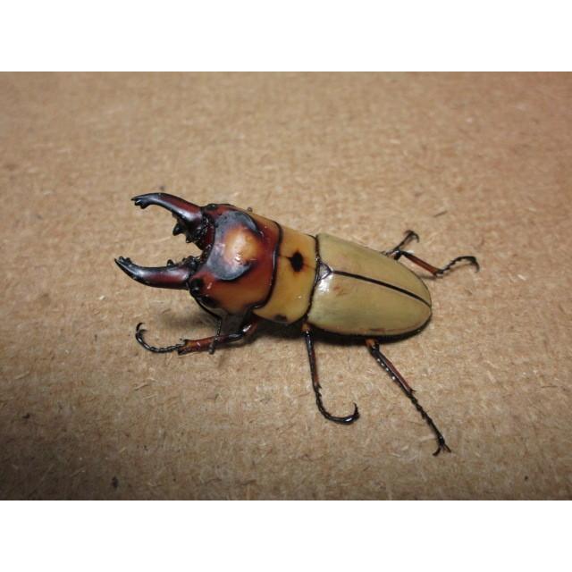 オキピタリスノコギリクワガタ ♂47mm ♀フリーmmペア（ブリード