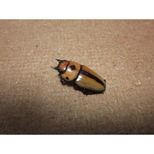 オキピタリスノコギリクワガタ ♂47mm ♀フリーmmペア（ブリード