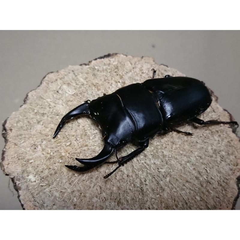 オオクワガタ ♂70mm ♀40mmペア（ブリード） : Garage疾風