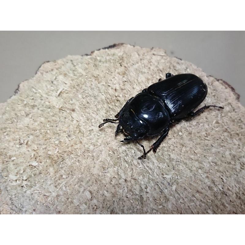 オオクワガタ ♂70mm ♀40mmペア（ブリード） : Garage疾風
