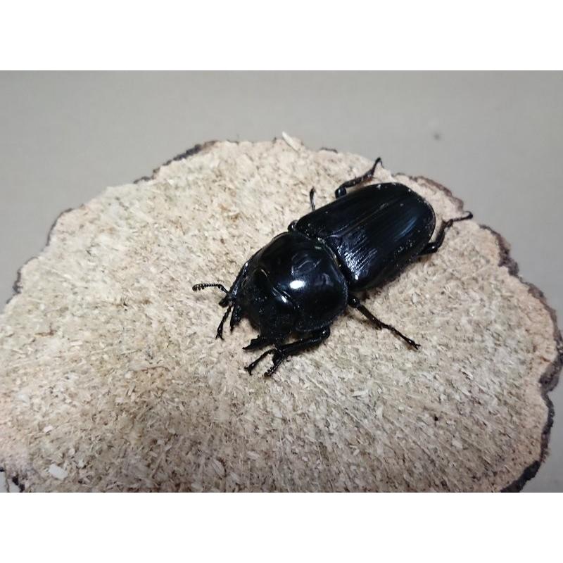 オオクワガタ ♂68mm ♀43mmペア（ブリード） : Garage