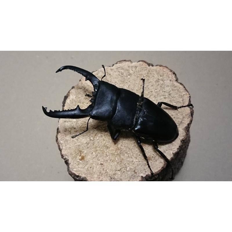 パラワンオオヒラタ ♂91mm 単品（ブリード）【処分品】 : Garage