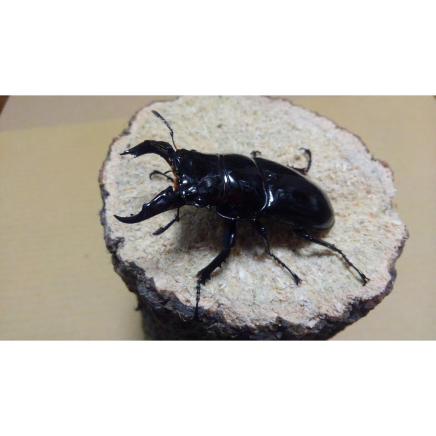 レギウスオオツヤクワガタ ♂62mm ♀ペア（ブリード） : Garage